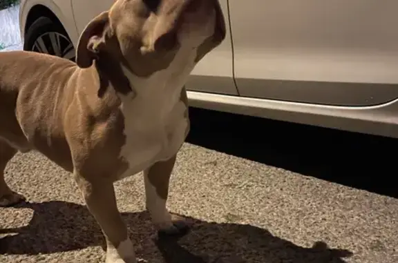 Bulldog beige/blanc trouvé - photo