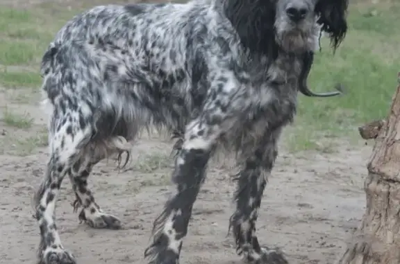 Animaux perdus Saint-Sauveur-de-Montagut, photo: Setter Anglais perdu - Saint-Sauveur