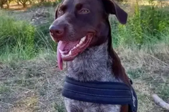 Chien perdu Velaux, photo : Labrador marron perdu à Velaux