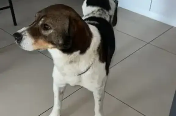 Chien tripode gentil trouvé - photo
