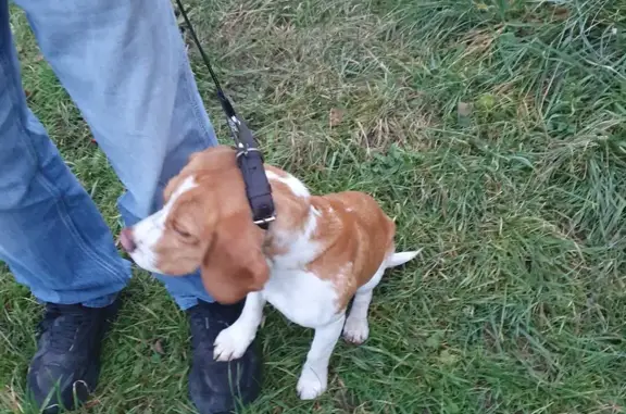 Beagle perdu, collier marron - photo