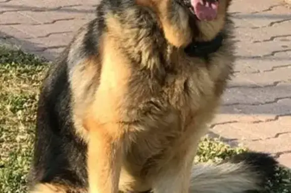 Animaux perdus Ambleny, photo: Chien Berger Allemand Perdu