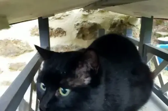 Chat noir perdu - Quartier Maubert - photo