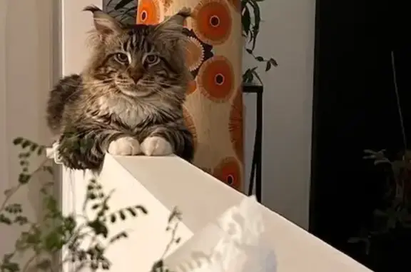 Animaux perdus Cercoux, photo: Chat Maine Coon perdu à Cercoux