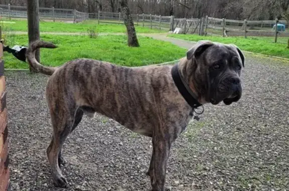 Chien perdu , photo : Chien perdu à Ferrières-en-Gâtinais