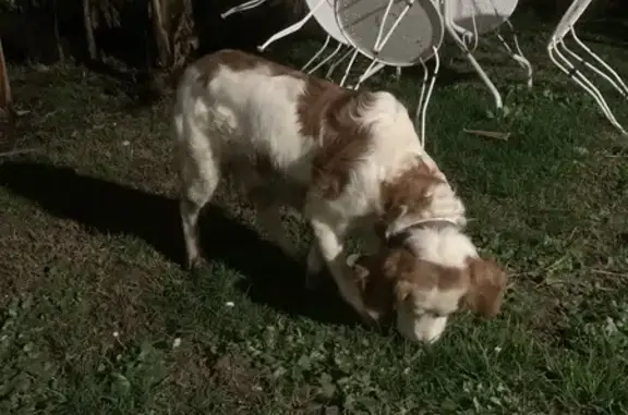 Chien perdu: à la SPA demain - photo