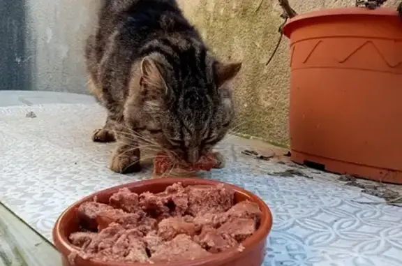 Chat tigré perdu affectueux - photo