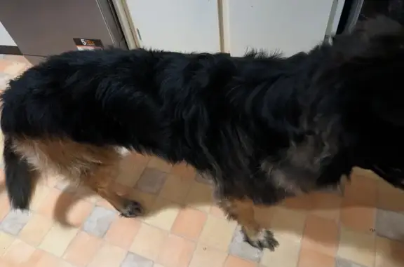 Chien noir et feu trouvé à Saint-Quentin - photo