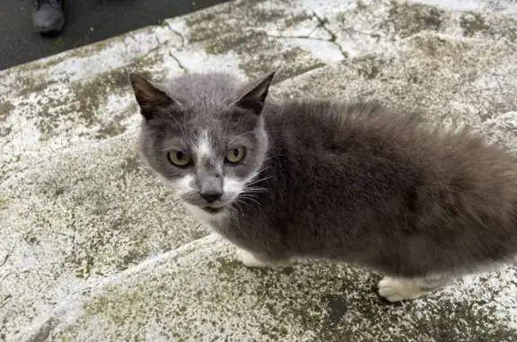 Chat gris-blanc malade trouvé - photo