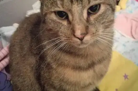 Animaux perdus , photo: Chatte tabby brune perdue à Vandelainville