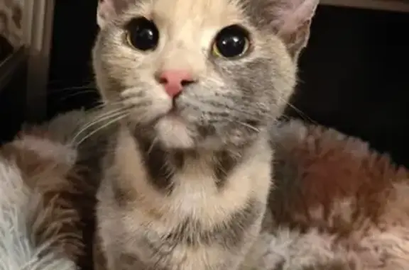 Chatte sociable trouvée à Moussy - photo