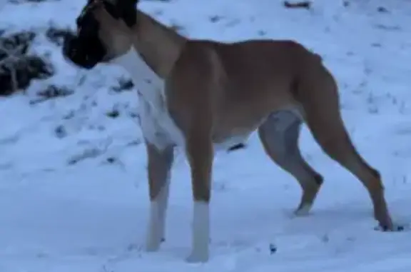 Chien perdu Ax-les-Thermes, photo : Boxer de 8 mois perdu à Ax