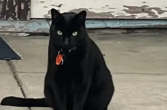 Lost Black Cat in Darebin - Help Find Him!