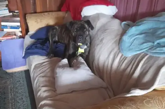 Lost Brindle Mastiff in Snug, TAS - Help Find Her!