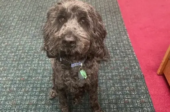Lost Labradoodle Barney - Call to Help!