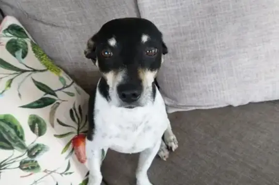 Found: Male Jack Russell Mix in Cessnock!
