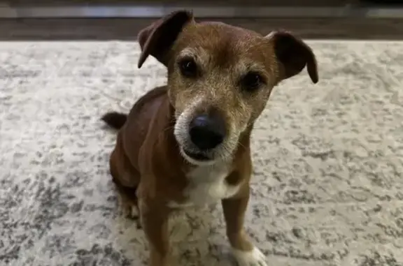 Animaux perdus Maxéville, photo: Jack Russell roux perdu à Maxéville