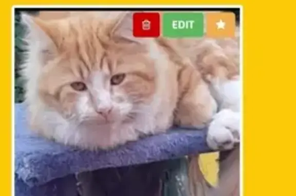 Lost! Fluffy Orange Cat - White Paws, Mascot NSW