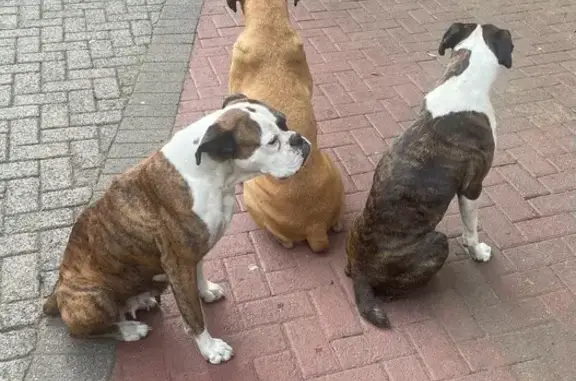 Lost Boxer Dogs: Brindle & White - Dora Rd Help!