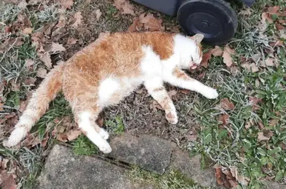 Chat percuté trouvé à Désertines - photo
