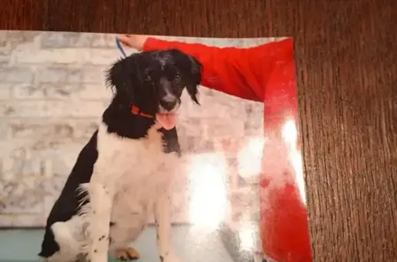 Animaux perdus , photo: Chien Noisette disparu à Tourville