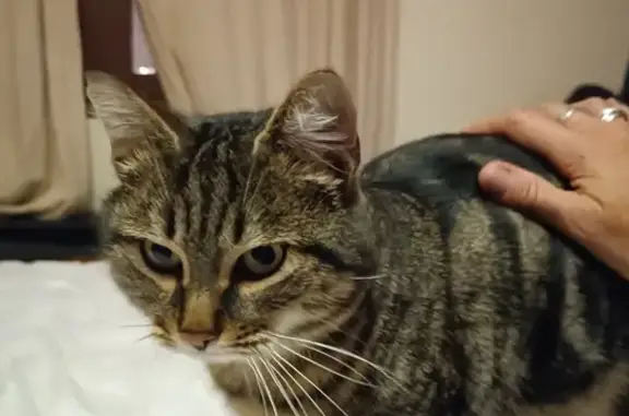 Chat tigré perdu - Rue Haute 20 - photo