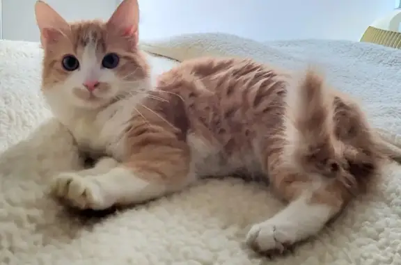 Chat retrouvé près de l'immeuble - photo
