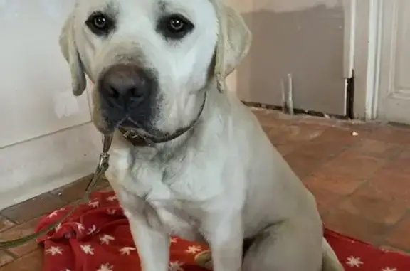 Chien croisé Labrador trouvé - photo