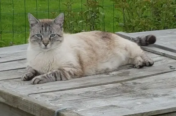 Animaux perdus La Garnache, photo: Chat Siamois Perdu - La Garnache