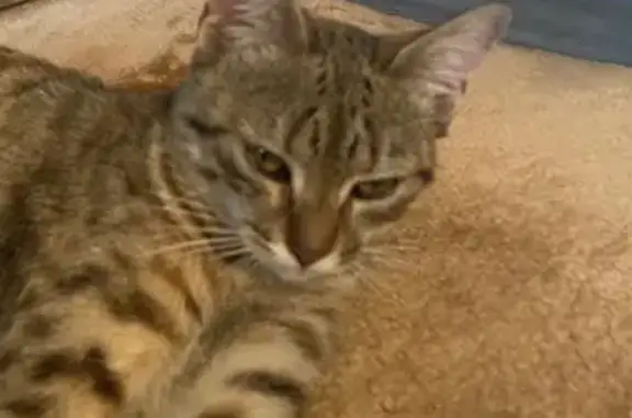 Chaton tigré trouvé à Nanterre - photo