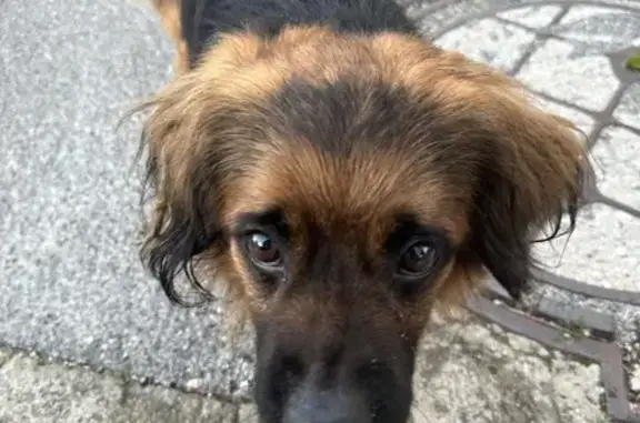 Chien perdu à Artignosc - photo