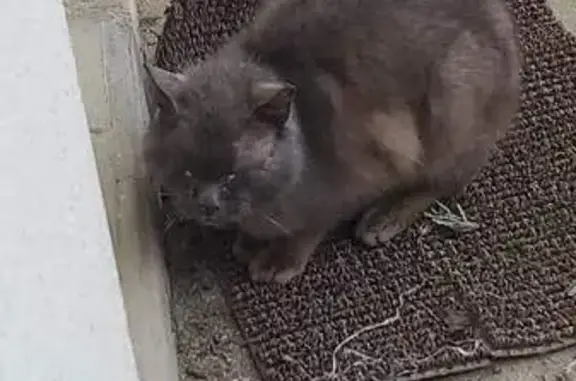Chat errant malade recueilli - photo