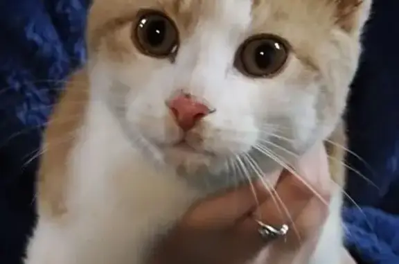 Chaton perdu près de Buigny - photo