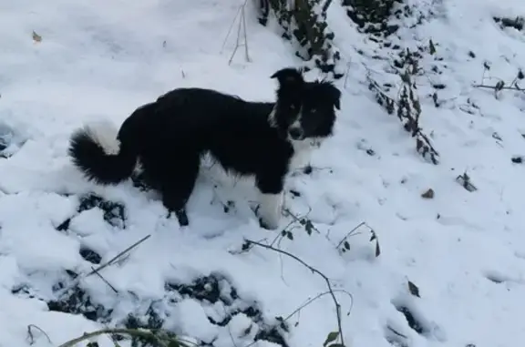 Animaux perdus Issoire, photo: Ulla, Border Collie perdue