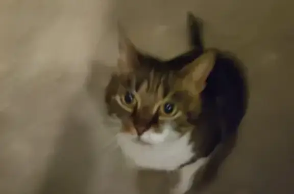 Chat trouvé à Causse-et-Diège - photo