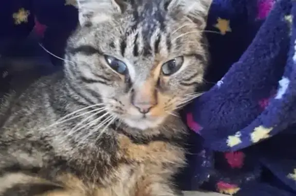 Chat trouvé Les Herbiers, photo: Chat perdu retrouvé D11 Herbiers