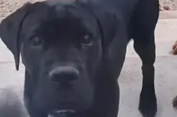 Chien perdu , photo : Chien Cane Corso perdu à Arsonval