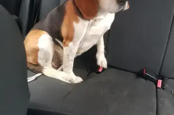 Animaux trouvés Saint-Benoît-sur-Loire, photo: Beagle tricolore trouvé à Bonnée