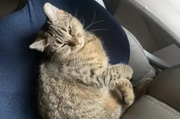 Animaux perdus Pont-Sainte-Marie, photo: Chatte Cali perdue à Pont-Sainte-Marie