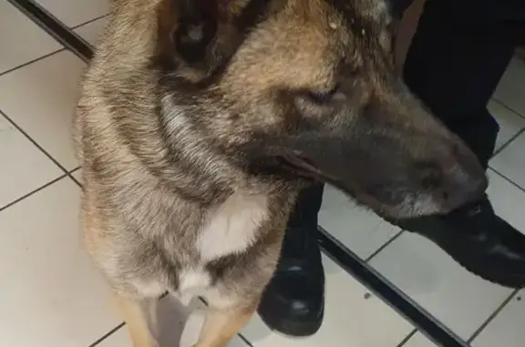 Malinois perdue au Leclerc Carvin - photo