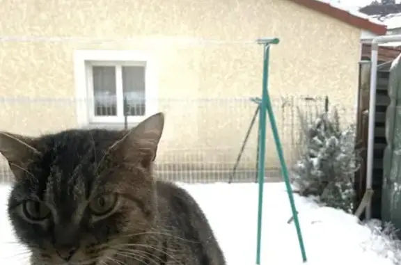 Chatte 1 an trouvée à Vertaizon - photo