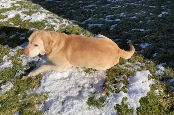 Chien âgé crème perdu au Thillot - photo