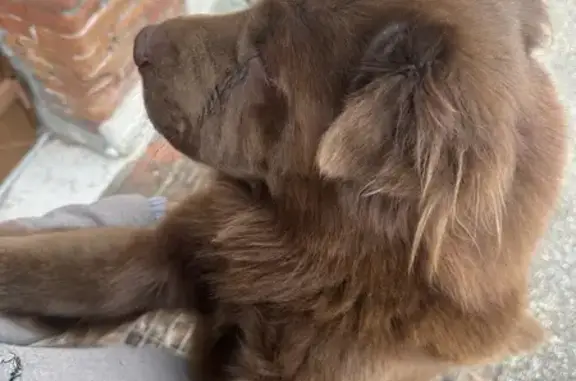 Chien mâle marron trouvé à Moulon - photo
