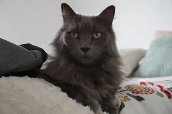Animaux perdus Jargeau, photo: Chat Hector disparu, Jargeau