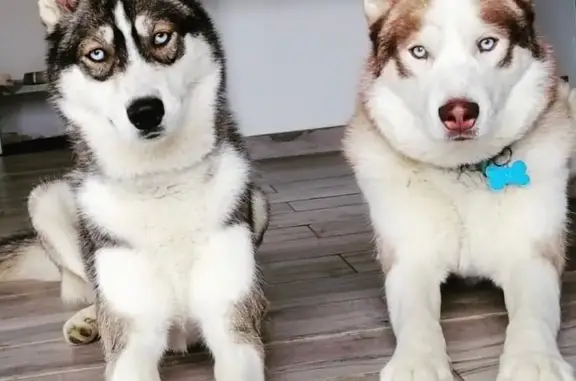 Animaux perdus Buxy, photo: Alerte: Neiko et Raika, chiens perdus