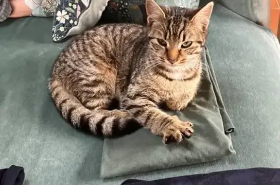 Chaton tigré trouvé à Poitiers - photo