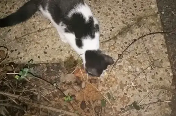 Chat noir et blanc perdu à Bayeux - photo