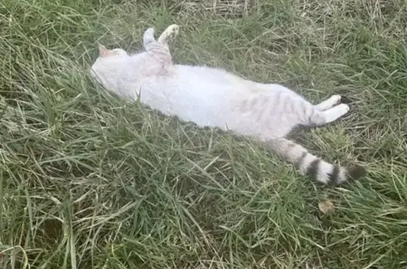 Chat mort trouvé, La Besace - photo