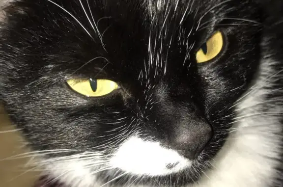 Animaux perdus Orcet, photo: Chatte noire/blanche perdue à Orcet