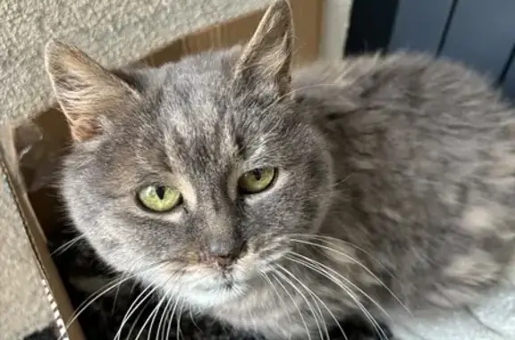 Chat sourd trouvé Rue de Beaugé - photo